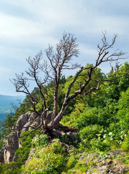 Árvore preta com curvatura e ramos e folhas curvas — Fotografia de Stock