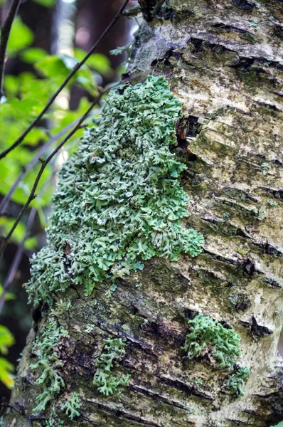 Liquen verde en un tronco de árbol — Foto de Stock