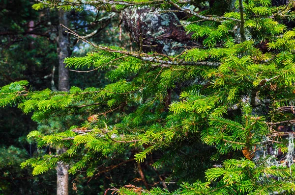 Ramo de abeto fresco na floresta — Fotografia de Stock