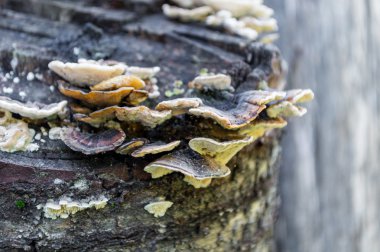 Ağaç gövdesi raf mantarlar