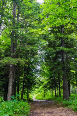 Rusya'daki karışık bir ormanda yol