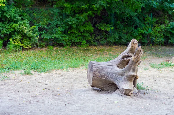 Vieux tronc d'arbre pourri — Photo
