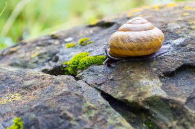 Bir taş üzerinde sürünerek salyangoz.