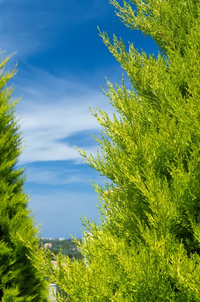 Arborvitae verde contra o céu azul — Fotografia de Stock
