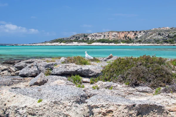 Praia selvagem rochosa com água de cor clara azul — Fotografia de Stock