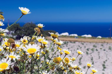 Güzel ve renkli papatyalar
