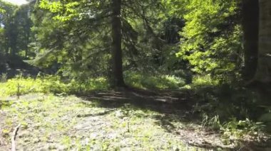 Ormanda kirli bir yol. Karışık Ormanda Sabah. Düz Kamera Hareketi