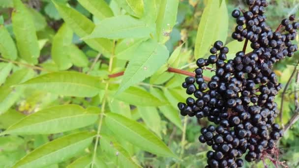 Jeżyny Sambucus Nigra Lub Elderberry Europejskiego Bush — Wideo stockowe