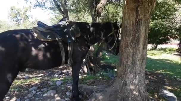 Cheval Attaché Arbre Dans Forêt — Video