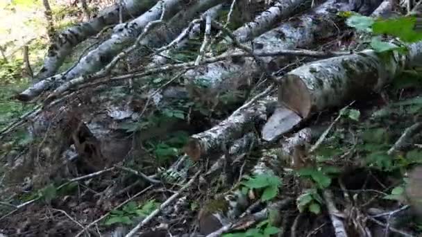 Estrada Terra Florestal Floresta Norte Limpar Caminho Cortando Troncos Antigos — Vídeo de Stock