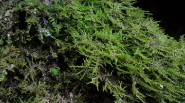 Ormandaki yosunlu kayalardan damlayan suyun yakın görüntüsü