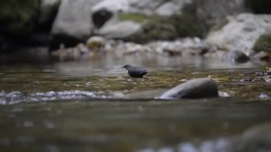 Beyaz boğazlı dipper ya da Cinclus cinclus, Avrupa 'da bulunan bir su kuşu türüdür.