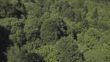 Yazın yeşil ormanlık üzerinde uçan insansız hava aracının hava görüntüsü..