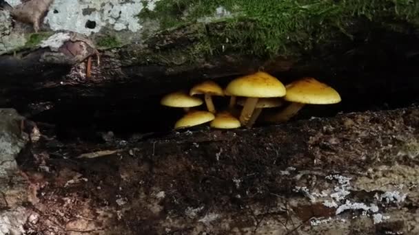 Los Hongos Que Crecen Los Troncos Bosque — Vídeos de Stock