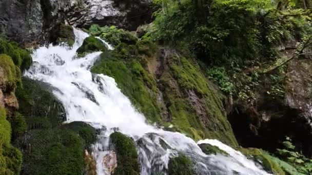 深い森の中の野生の自然滝 滝一遍 ボックスウッドの森 メズメイ村 — ストック動画