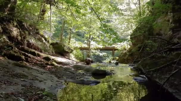 山の森を流れる急流と素晴らしい新鮮な川の水 — ストック動画