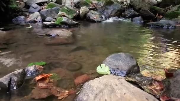 Maravilhosa água doce do rio com corredeiras em fluxo na floresta de montanha — Vídeo de Stock