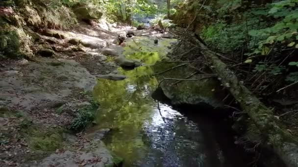 山の森を流れる急流と素晴らしい新鮮な川の水 — ストック動画