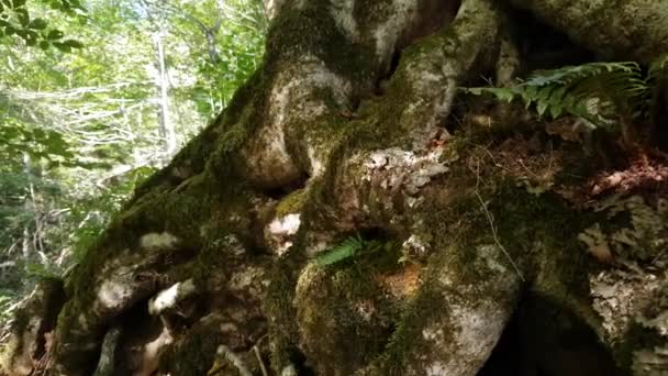 Orman sahnesindeki yaşlı yosun ağacının büyük kökleri. — Stok video
