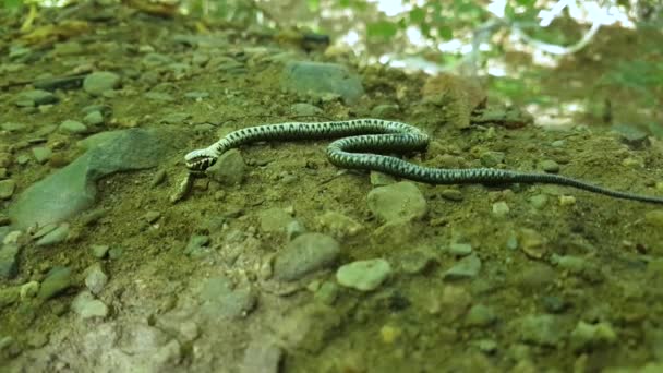 Крупним планом невелика трава змія в природному середовищі проживання в захищеній позі. Змія прикидається померлою — стокове відео