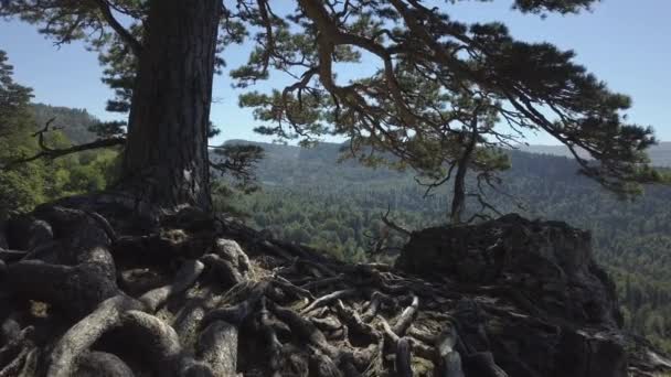 Drone terbang di dekat hutan dalam campuran dengan pohon cemara api tinggi. Pemandangan musim panas yang indah dengan lembah, pohon mahkota, pegunungan — Stok Video