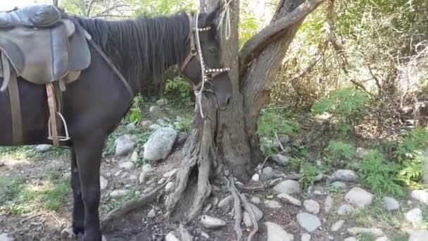 Cheval attaché à un arbre dans la forêt — Video