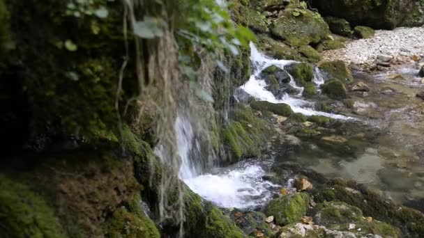 Vista de cerca de un goteo de agua de las rocas musgosas en el bosque — Vídeo de stock