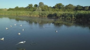 Sazlıklarla kaplı küçük bir göl ya da göl manzarası. Sakin göl yüzeyi