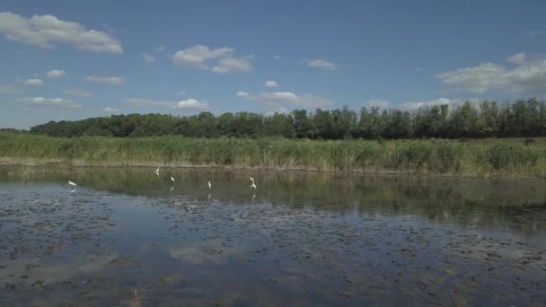 Landscape Small Lake Pond Overgrown Reeds Calm Lake Surface — Stock Video