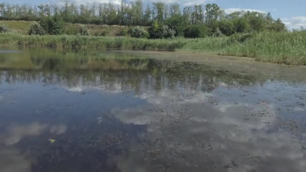 Lanskap Dari Sebuah Danau Kecil Atau Kolam Ditumbuhi Dengan Alang — Stok Video
