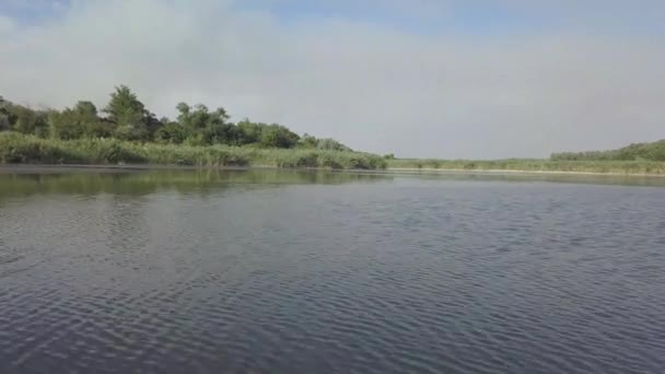 갈대로 뒤덮인 호수나 연못의 풍경이다 — 비디오