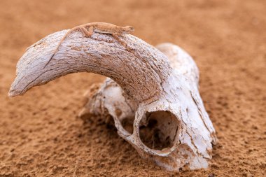 Kafatasında ya da kemiğinde benekli kurbağa kafalı Agama..