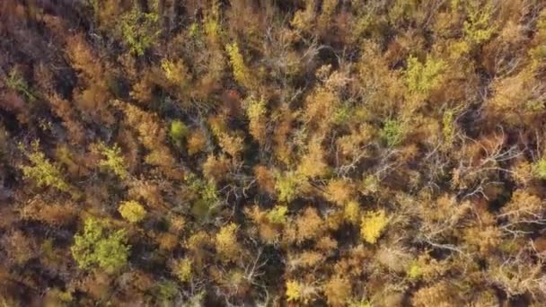 Herfstbos Met Gouden Loof Gele Bladeren Boomkronen Herfst Bovenaanzicht Vanuit — Stockvideo