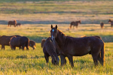 Gün doğumunda çayırda otlayan vahşi atlar. Doğadaki Özgürlük kavramı