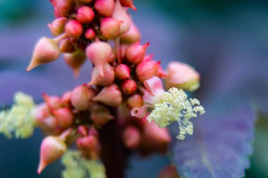 Hint yağı fabrikası ya da Ricinus komünü. Düşük odaklı makro çekim.