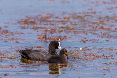 Avrasyalı yaban tavukları. Avrasya yaban ördeği (