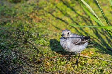 Beyaz Wagtail veya Motacilla alba. Wagtails ötücü kuşların bir cinsidir. Wagtail en yararlı kuşlardan biridir. Sivrisinekleri ve sinekleri öldürür, bu da havada ustalıkla kovalar..