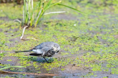 Beyaz Wagtail veya Motacilla alba. Wagtails ötücü kuşların bir cinsidir. Wagtail en yararlı kuşlardan biridir. Sivrisinekleri ve sinekleri öldürür, bu da havada ustalıkla kovalar..