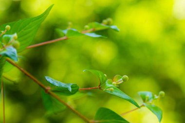 Genç köpek ağacı ya da Cornus mas bitkisi bahçede.