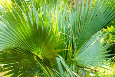 Palmiye yaprakları gölge ile dekorasyon kaynağı.