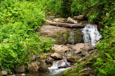 Ormandaki dağ deresi. Düşmüş kütükler ve dallar.