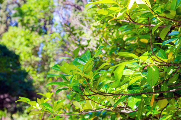Prunus Laurocerasus Oder Lorbeerkirschstrauch Mit Blättern Garten — Stockfoto