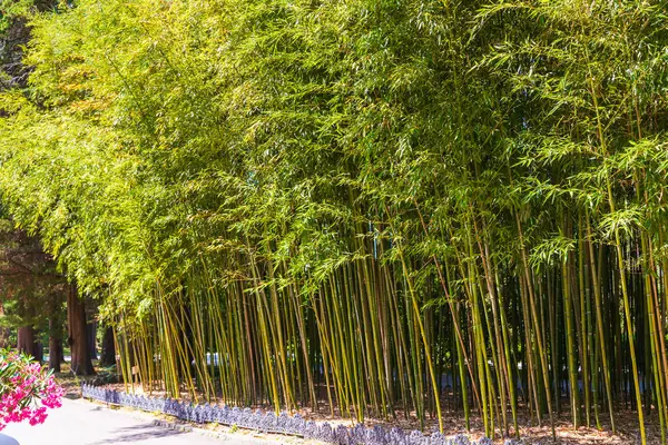 Panorama Bambusový Les Nebo Bambusový Háj Keři — Stock fotografie