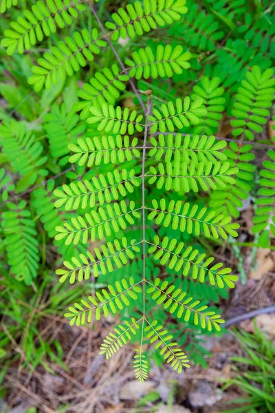 Sappan Ağacı Caesalpinia Sappan Linn Acacia Gibi — Stok fotoğraf