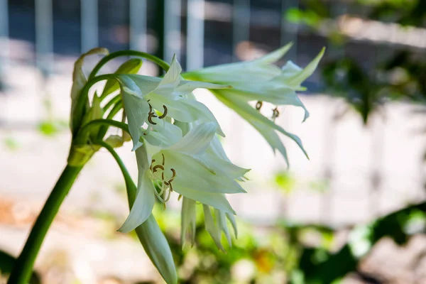 Crinum Latifolium Crinum Broadleaf White Flower Bush Park — Stock Photo, Image