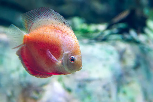 Süßwasser Aquarienfisch Symphysodon Discus Oder Symphysodon — Stockfoto