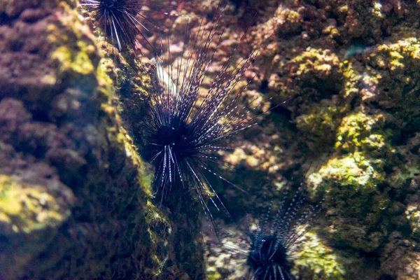 Sea Urchin underwater or sea hedgehogs in aquarium.