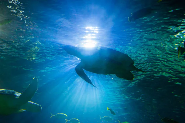 Sea turtle silhouette against blue sunlight in aquarium like as deep water