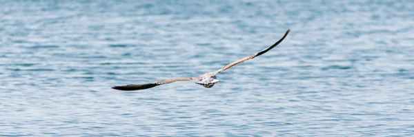 Zeemeeuw Vliegend Blauwe Waterachtergrond Natuurconcept — Stockfoto