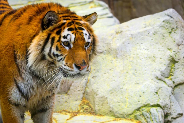 Sibirischer Tiger Porträt Aggressives Starren Bedeutet Gefahr Für Die Beute — Stockfoto